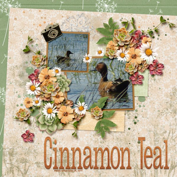 11-6-Cinnamon-Teal.jpg
