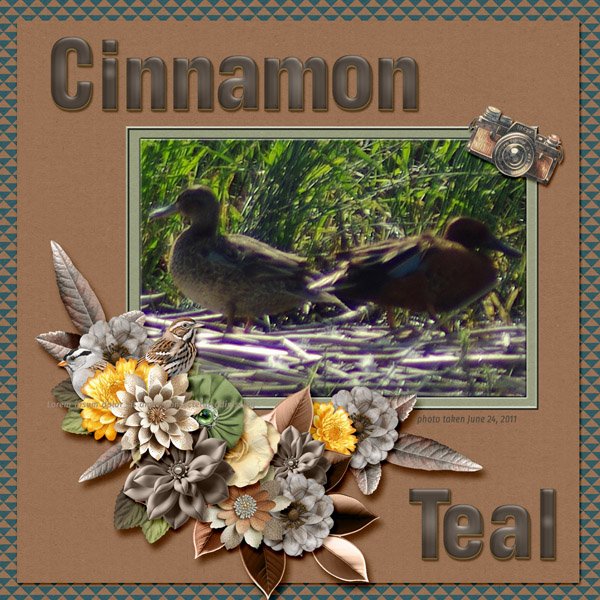 11-6-Cinnamon Teal small.jpg
