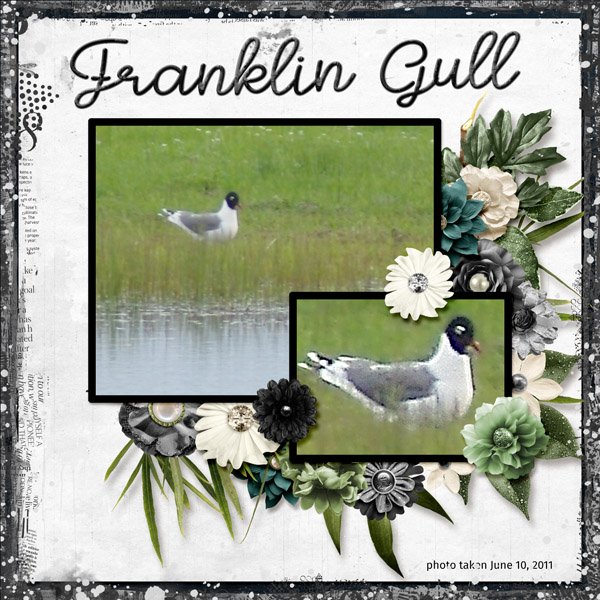 11-6-Franklin Gull small.jpg