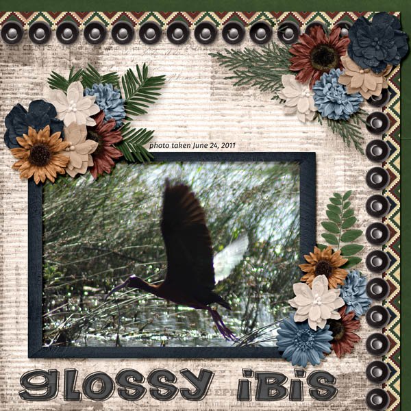 11-6-Glossy Ibis small.jpg