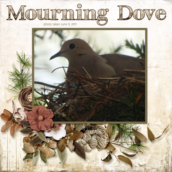 11-6-Mourning Dove small also.jpg