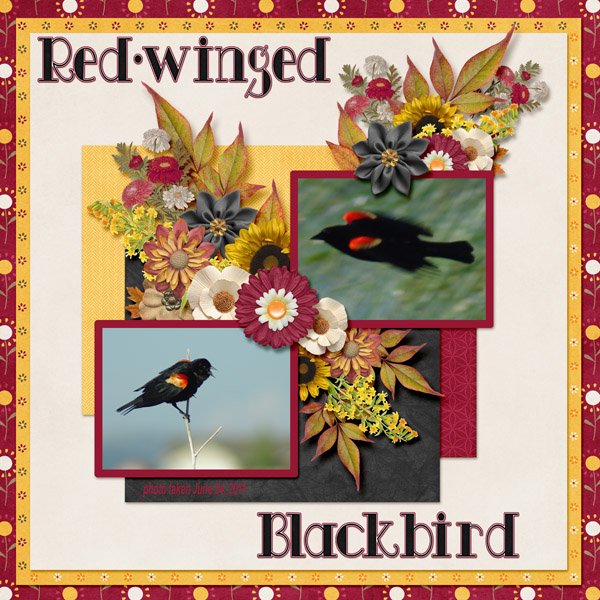 11-6-Red-winged Blackbird small.jpg