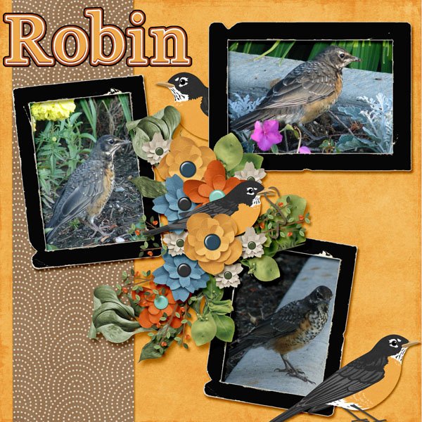 11-6-Robin small.jpg