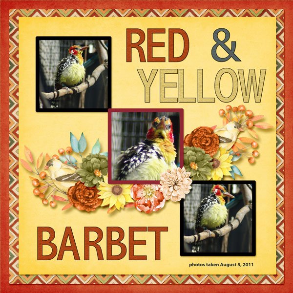 11-8-Red-and-yellow Barbet small.jpg