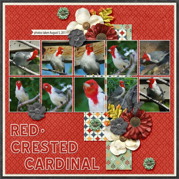 11-8-Red-crested Cardinal small.jpg