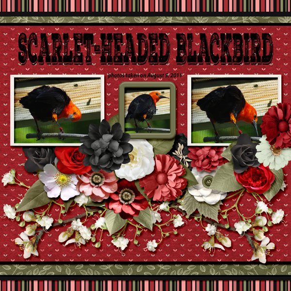 11-8-Scarlet-headed Blackbird small.jpg