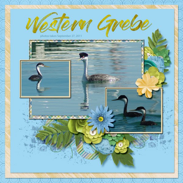 11-9-Western Grebe small.jpg