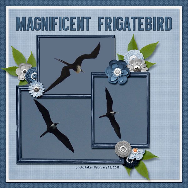 12-2-Magnificent Frigatebird small.jpg