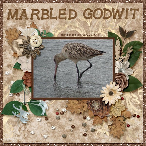 12-2-Marbled Godwit small.jpg