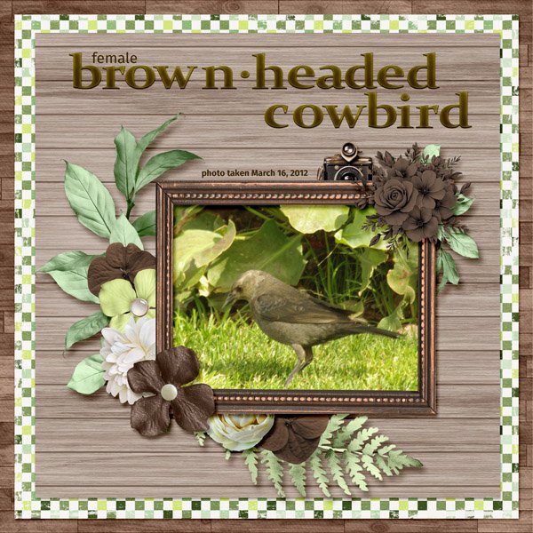 12-3-Brown-headed Cowbird small.jpg