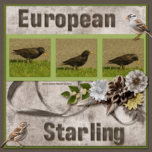 12-3-European Starling small.jpg