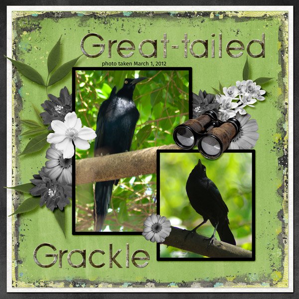 12-3-Great-tailed Grackle small.jpg