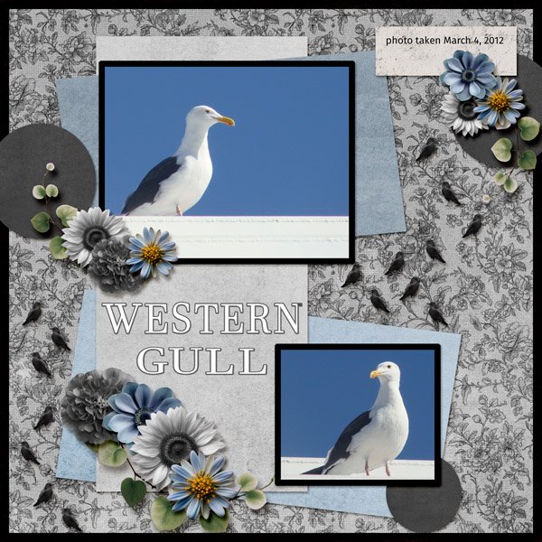 12-3-Western Gull small.jpg