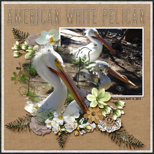 12-4-American White Pelican small.jpg