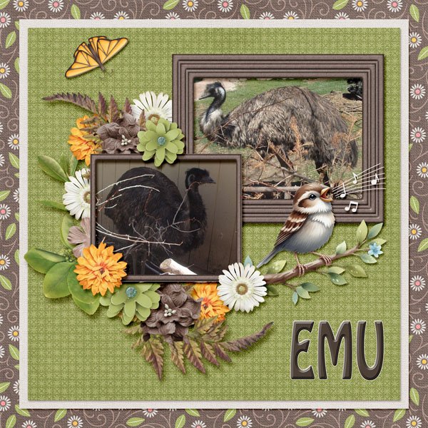 12-4-Emu small.jpg