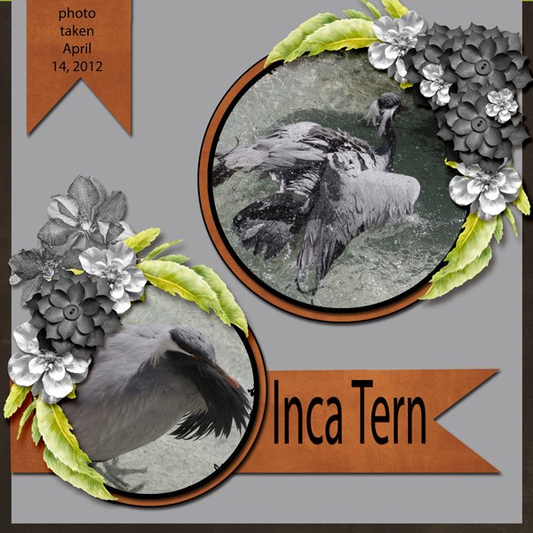 12-4-Inca Tern small.jpg