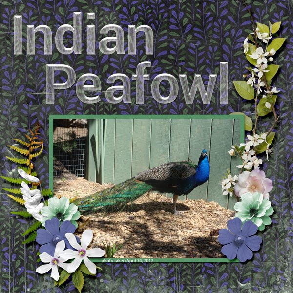 12-4-Indian Peafowl small.jpg