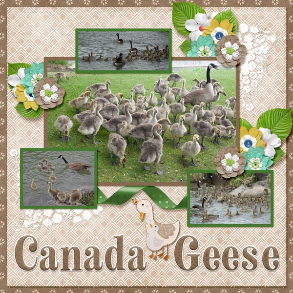 12-5-Canada Geese small.jpg