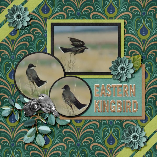12-5-Eastern Kingbird small.jpg