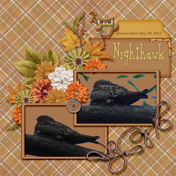 12-5-Nighthawk small.jpg