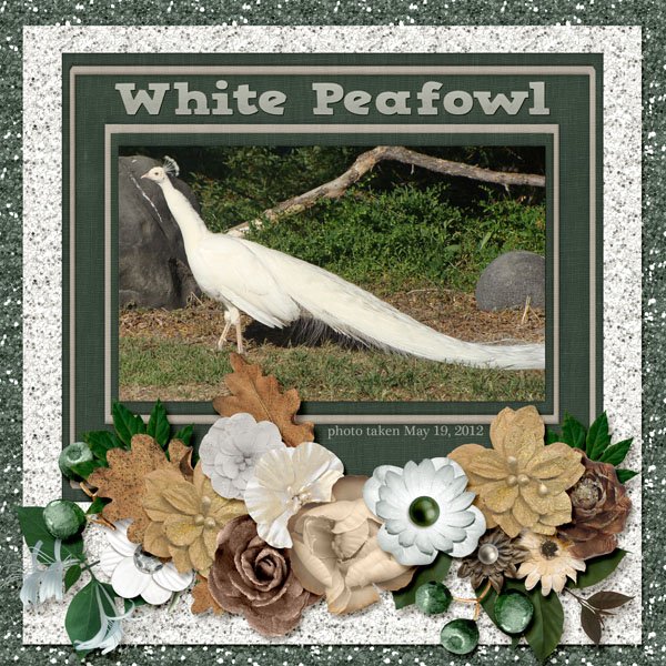 12-5-White Peafowl small.jpg