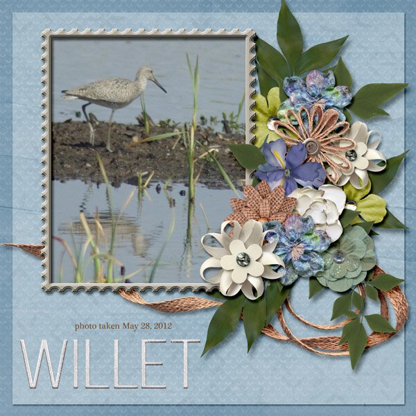 12-5-Willet small.jpg