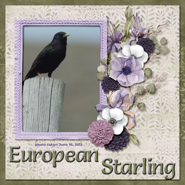 12-6-European Starling small.jpg