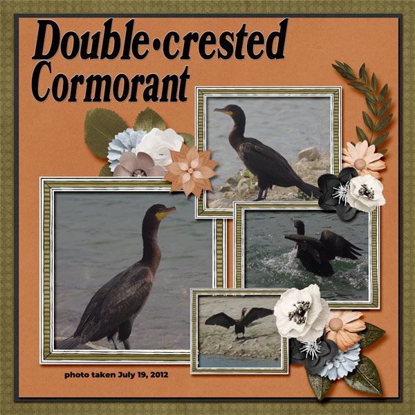 12-7-Double-crested Cormorant small.jpg