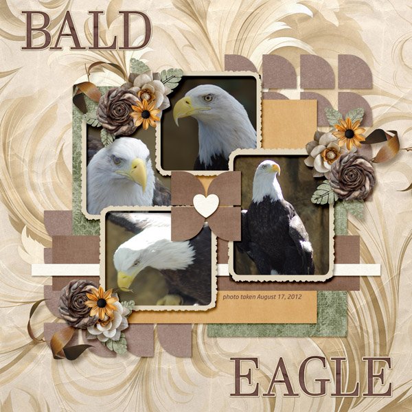 12-8-Bald Eagle small.jpg