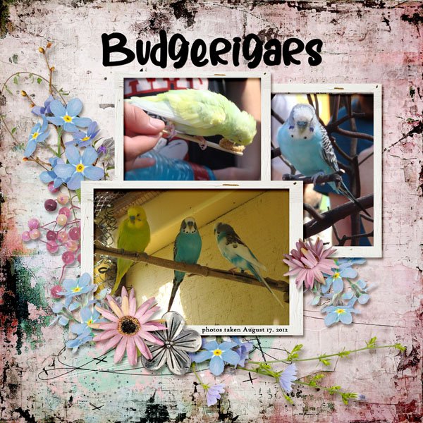 12-8-Budgerigars small.jpg