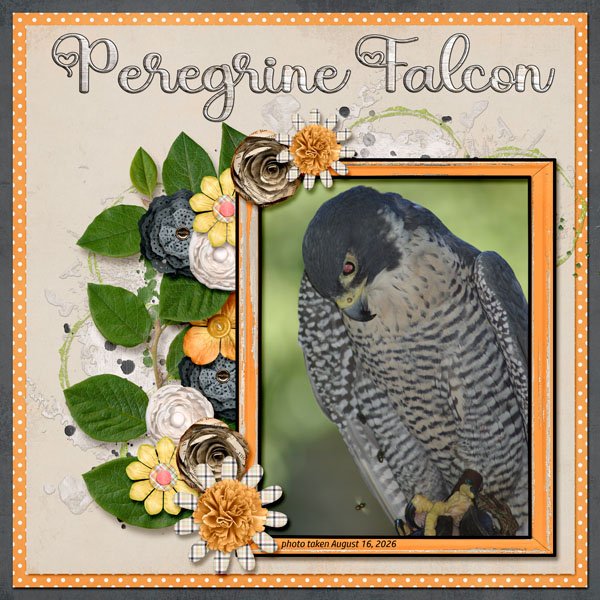 12-8-Peregrine Falcon small.jpg