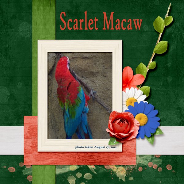 12-8-Scarlet Macaw small.jpg