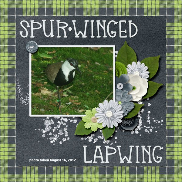12-8-Spur-winged Lapwing small.jpg