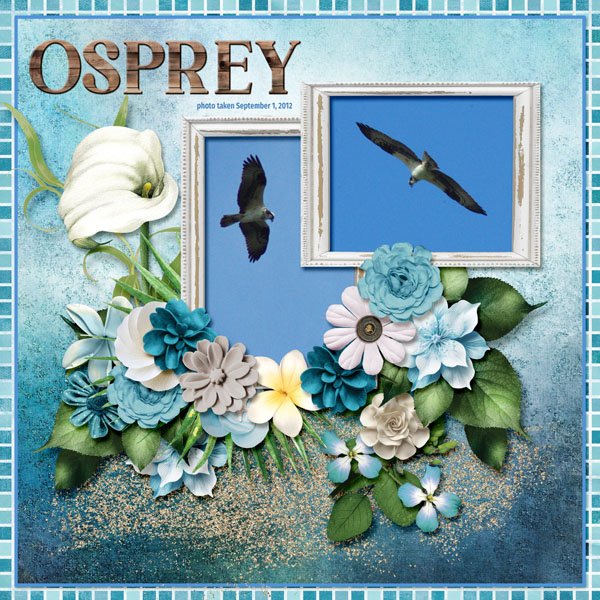12-9-Osprey small.jpg