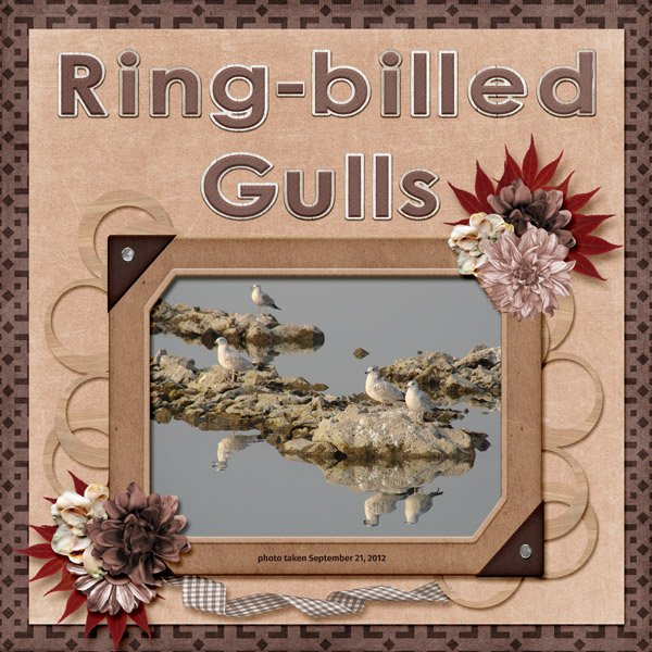 12-9-Ring-billed Gulls small.jpg