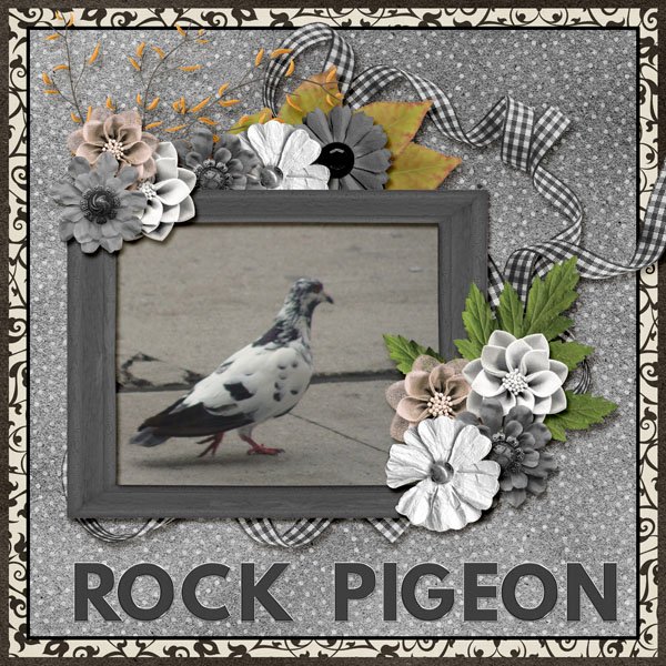 12-9-Rock Pigeon small.jpg