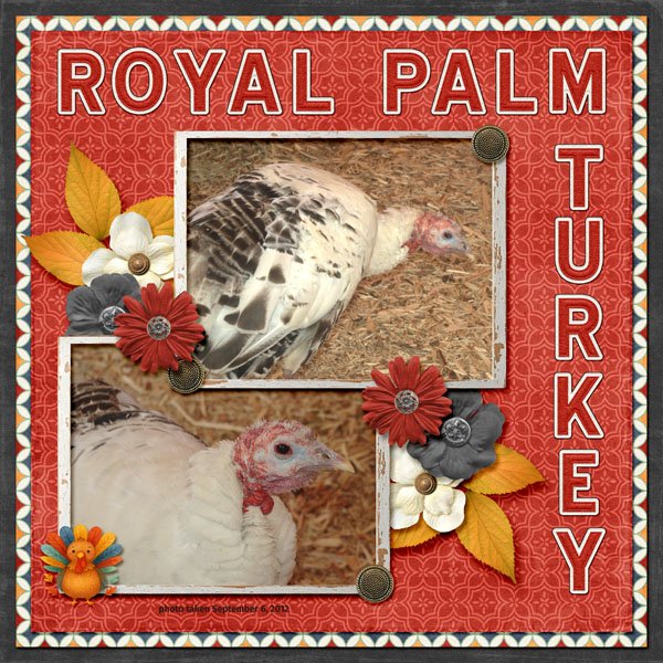12-9-Royal Palm Turkey small.jpg