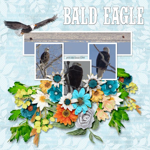 13-1-Bald Eagle small.jpg