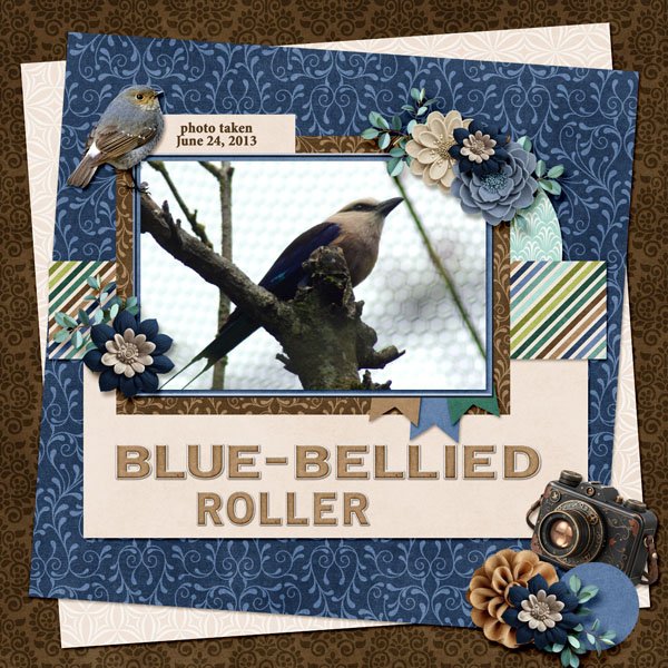 13-6-Blue-bellied Roller small.jpg
