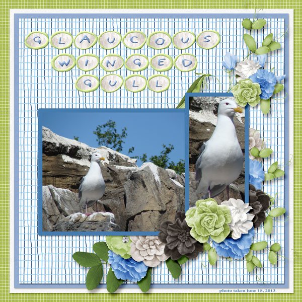 13-6-Glaucous-winged Gull small.jpg