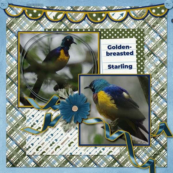 13-6-Golden-breasted Starling small.jpg