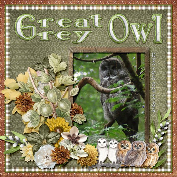 13-6-Great Grey Owl small.jpg