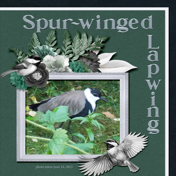 13-6-Spur-winged Lapwing small.jpg
