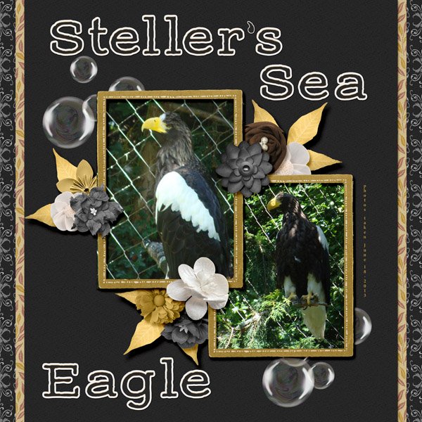 13-6-Steller's Sea Eagle small.jpg