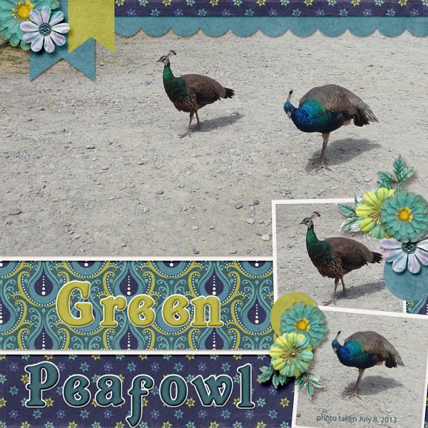 13-7-Green Peafowl small.jpg