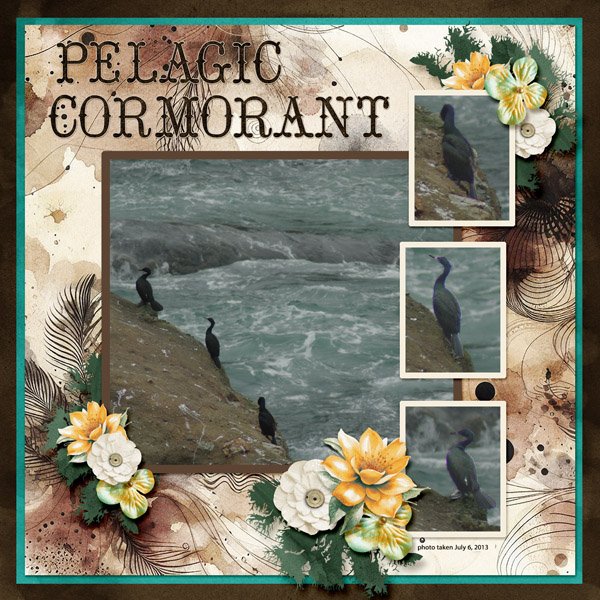 13-7-Pelagic Cormorant small.jpg