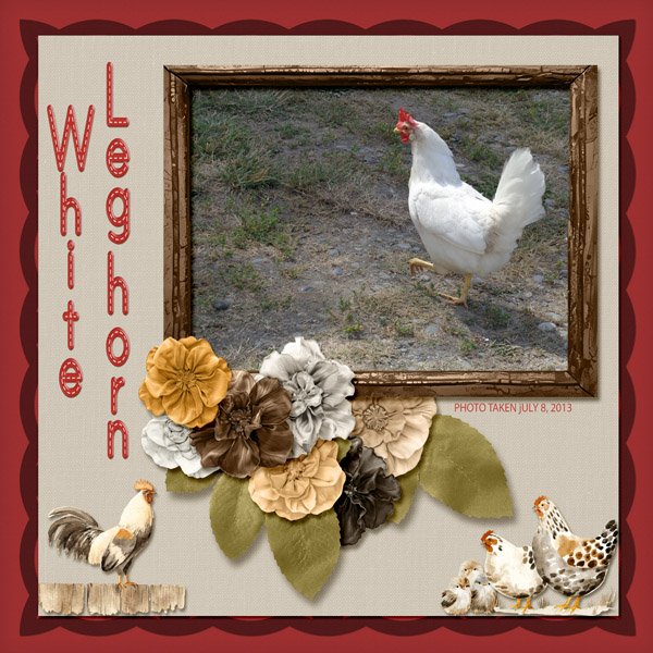 13-7-White Leghorn small.jpg