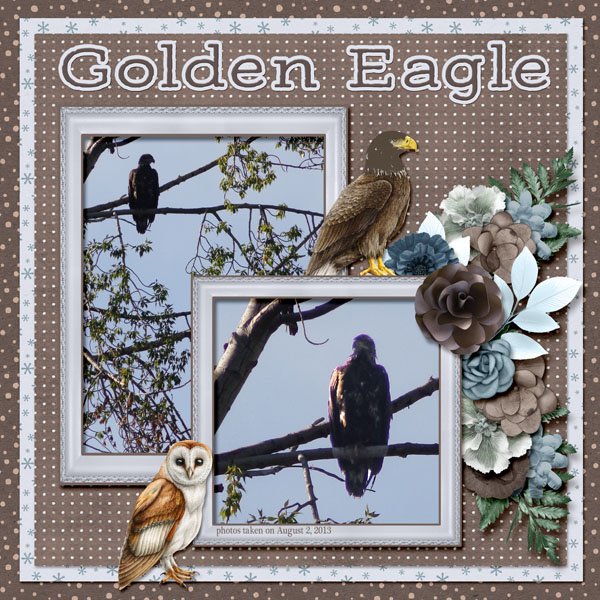 13-8-Golden Eagle small.jpg