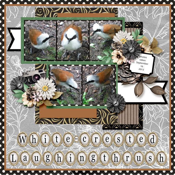 13-8-White-crested Laughingthrush small.jpg