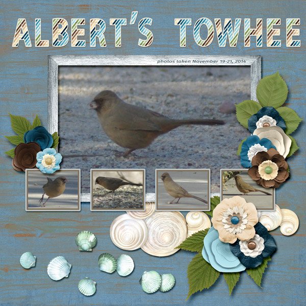 14-11-Albert's Towhee small.jpg